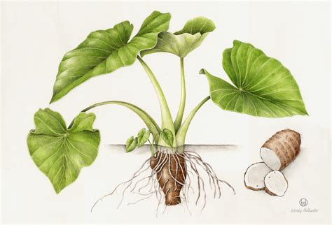 Canoe Plants — Botanical Artist & Illustrator, Learn to draw Art Books, Art Supplies, Workshops