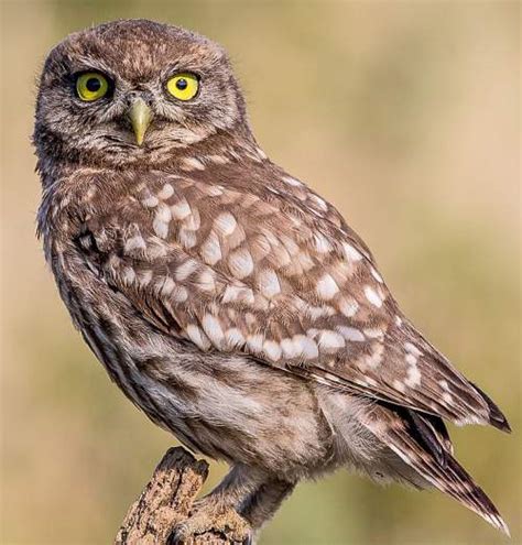 Little owl | Birds of India | Bird World