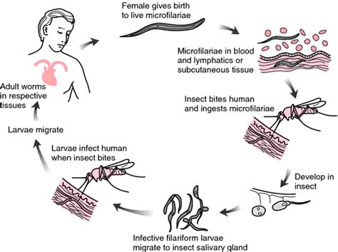 Microfilaria