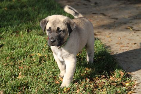 Kangal pup