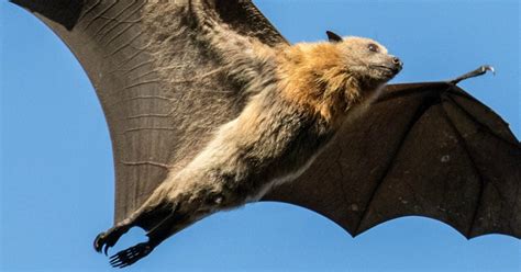 The truth about bats in Australia: The puppies of the sky.