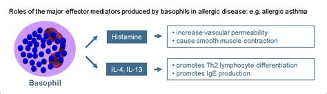 Basophils High