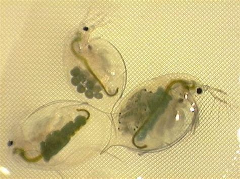 Daphnia & Spiny Water Flea - Clean Lakes Alliance