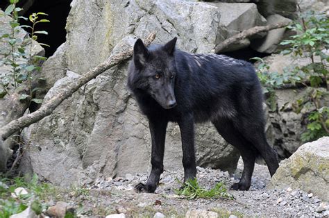 A77wolves - Mackenzie-Valley-Wolf im Parc zoologique et...