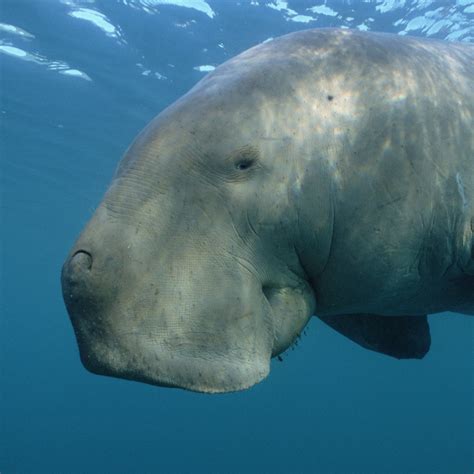 Dugong, New, Human – Historical DeWitticisms