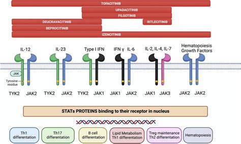 The JAK/STAT pathway constitutes a membrane-to-nucleus signaling module... | Download Scientific ...