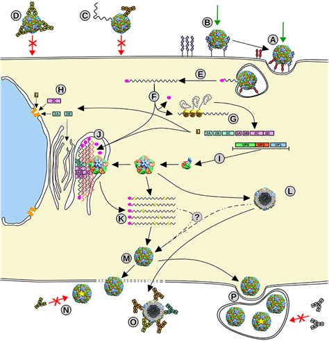 Frontiers | Evolutionary and Structural Overview of Human Picornavirus Capsid Antibody Evasion