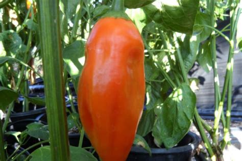 Aji Amarillo Pepper Seeds | Super Hot Chiles