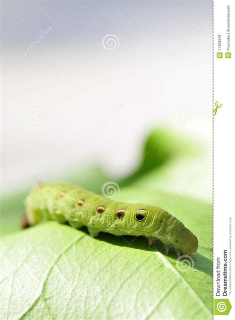 Green Caterpillar Royalty Free Stock Image - Image: 11406316