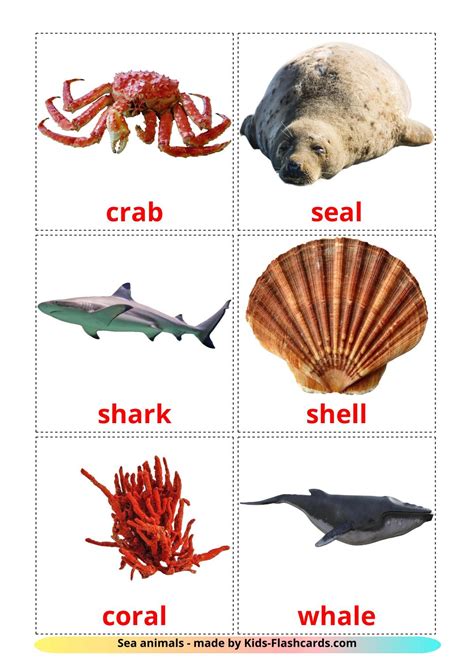 Sea Animals Flashcards - Image to u