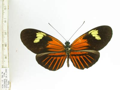 Heliconius melpomene - Alchetron, The Free Social Encyclopedia