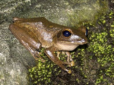 Brown Tree Frog - Polypedates megacephalus