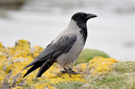 Hooded Crow by Fausto Riccioni - BirdGuides