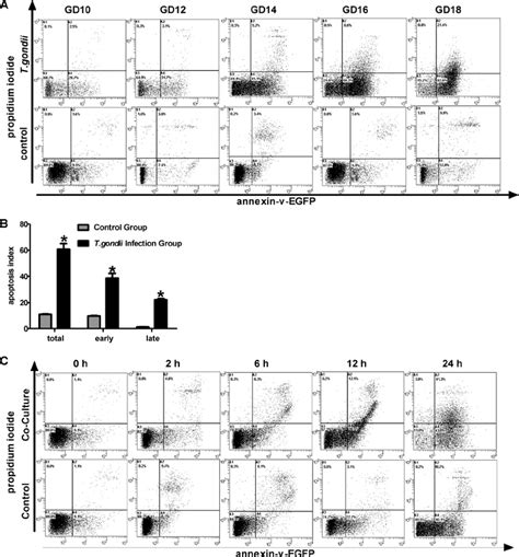 Effects of T. gondii infection on trophoblast apoptosis levels in vitro... | Download Scientific ...