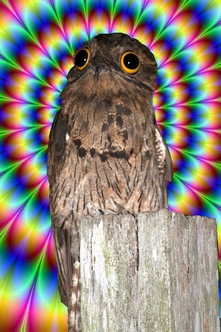 potoo bird on Tumblr