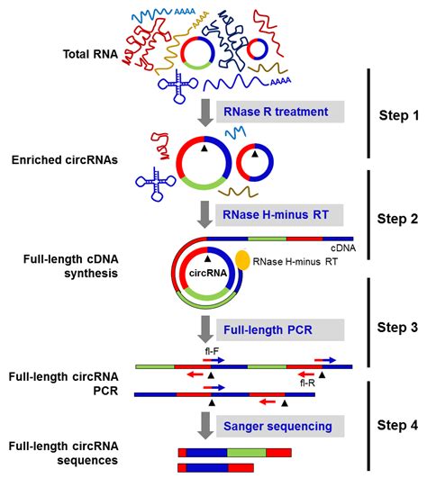 IJMS | Free Full-Text | Rolling Circle cDNA Synthesis Uncovers Circular RNA Splice Variants