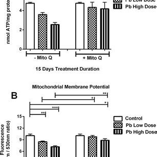 Mitochondrial ATP and membrane potential measurements in the rat brain... | Download Scientific ...