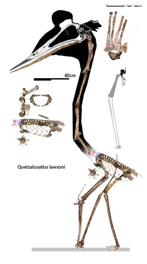 quetzalcoatlus_lawsoni588 | The Pterosaur Heresies