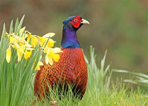 Adrian Davey Wildlife Photography Diary: Cock Pheasant