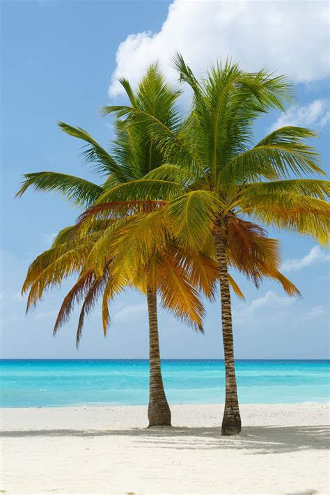 Las palmeras en la playa Stock de Foto gratis - Public Domain Pictures