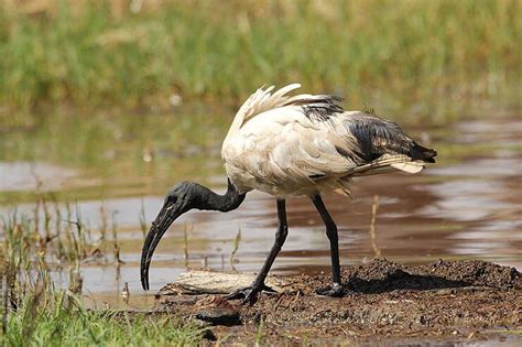 The Sacred Ibis - An Unfortunate Honour