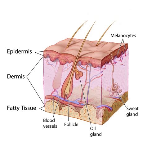 File:Anatomy The Skin - NCI Visuals Online.jpg - Wikimedia Commons