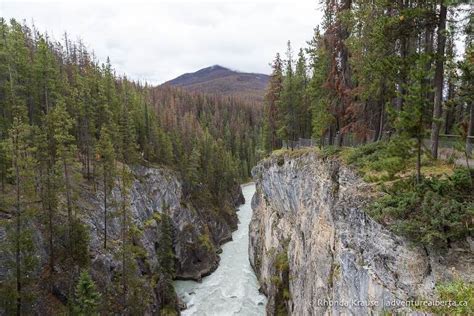 Sunwapta Falls Hike- Guide to Hiking Sunwapta Falls Trail