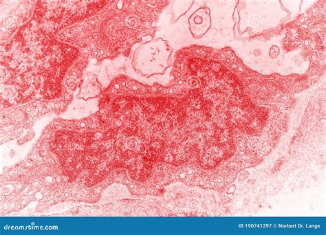 Electron Micrograph of a Cell Nucleus Stock Illustration - Illustration ...