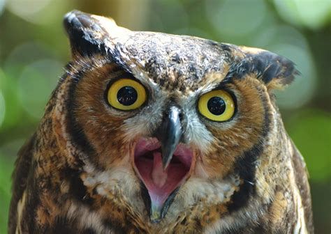 Owls In Pennsylvania: 9 Species To Spot In This State