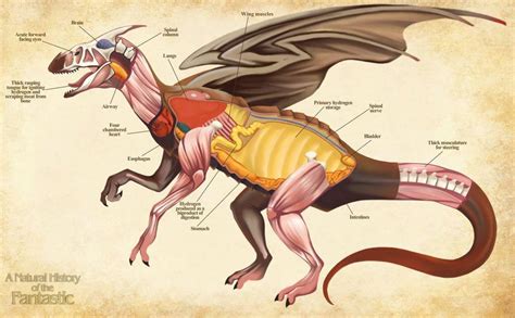 Dragon Biology Chapter 2: Dragon Anatomy | Dragons! Amino