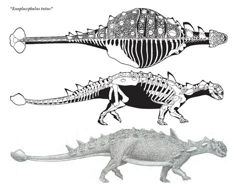 Euoplocephalus With Massive Clubbed Tail - Herbivore Dinosaurs ...