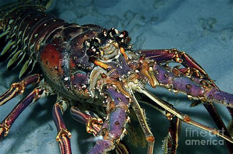 Caribbean Spiny Lobster Photograph by Clay Coleman/science Photo ...