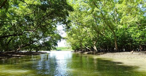 Mangrove Forest Conservation Centre | musement