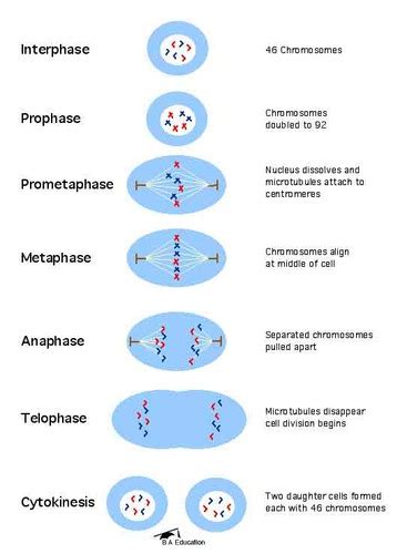 Mitosis- Lecon 3 Flashcards | Quizlet