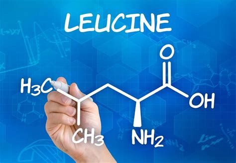 L leucine benefits - We Golden Age