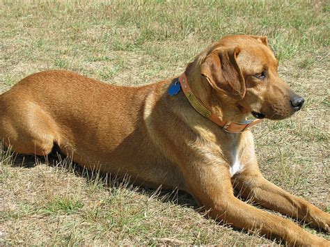 10 Best Dog Hunting Breeds: Hounds, Pointers, Retrievers & More!