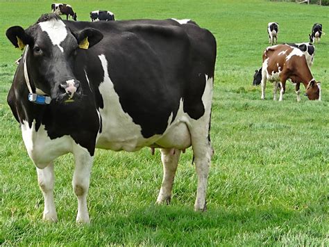 Types Of Cows – DairyPesa