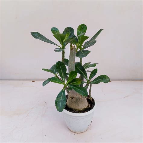 Adenium Bonsai Grafted Mini ( Any Color) - NurseryBuy