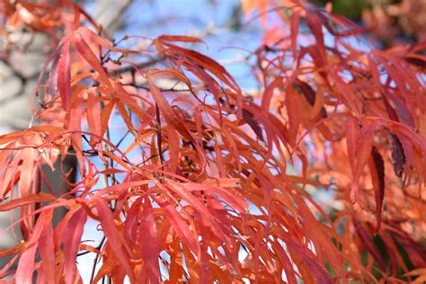 Free Images : yamagata, japan, autumn, nature, sun, nikon, cloud, tree, branch, woody plant ...