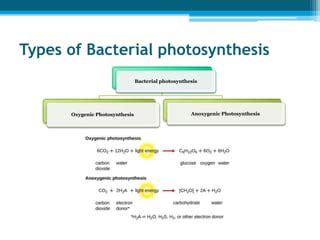 Anoxygenic Photosynthetic Bacteria, 51% OFF