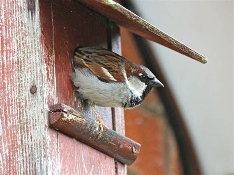 House Sparrow Nesting (Behavior, Eggs + Location) | Birdfact