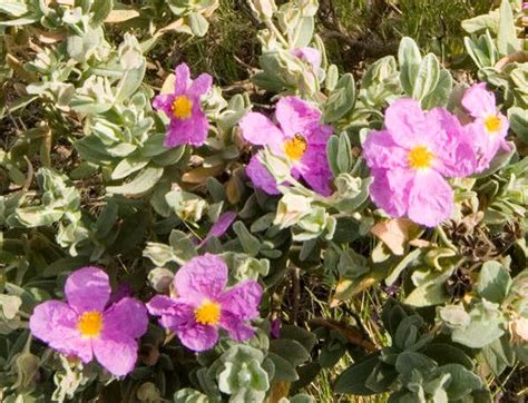 Cistus albidus L., Ciste cotonneux (Flore mondiale) - Pl@ntNet identify