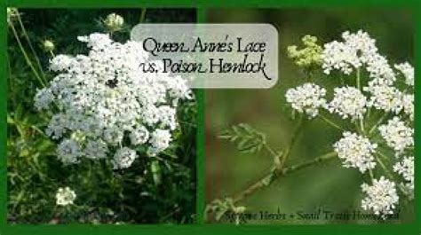 How to Tell the Difference Between Poison Hemlock and Queen Anne's Lace ...