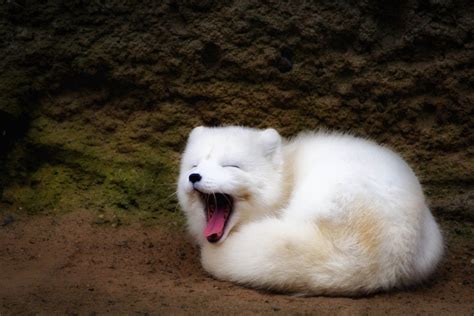 Decline of super-cute Arctic fox may be linked to increased mercury levels | WIRED UK