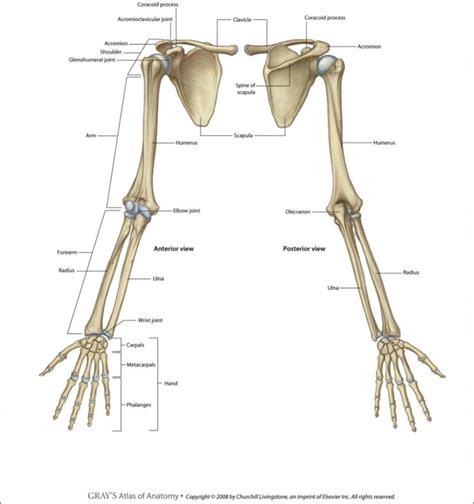 anatomy the bones of the upper limb lecture 2 bones of the upper, Skeleton | Upper limb anatomy ...