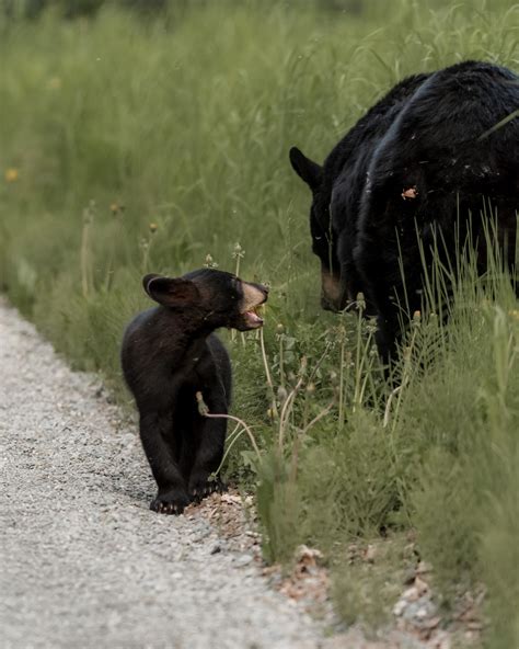 Baby black bear and momma snacking : r/AnimalPorn