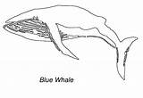 Whale Coloring Pages For Kids Printable  Thousand Of The Best sketch template