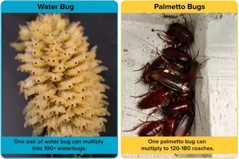 Palmetto Bug Vs. Water Bug [15 Differences] | APB