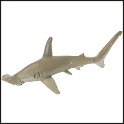 Fish of the Day: Hammerhead Shark