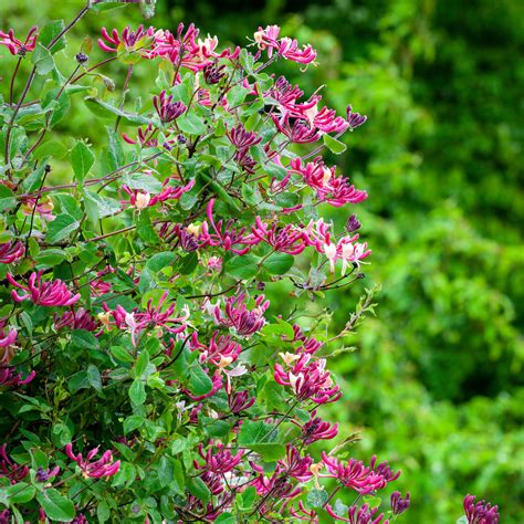 Buy Lonicera periclymenum 'Belgica' | Honeysuckle Plants | Sarah Raven